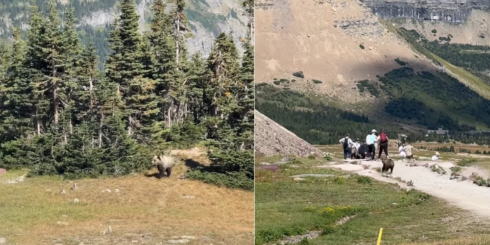 Hiker Says Her “Life Flashed Before Her Eyes” During Grizzly Encounter