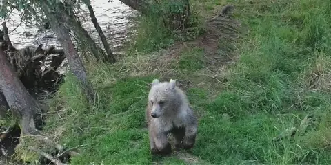 Katmai’s Mysterious Silver Cub Sparks Questions About Its Unusual Fur